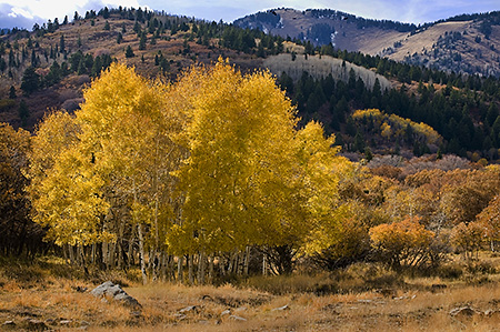 Aspens in the Manti LaSal National Forest, UT